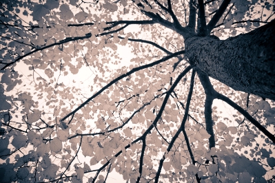 Tree that resembles brain